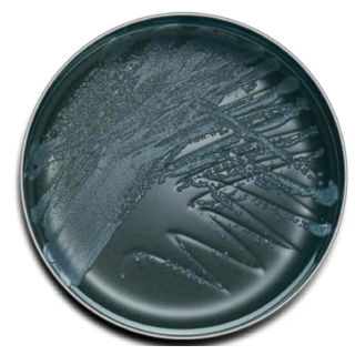 BD  # 221808 - BCYE Agar for Legionella  Buffered Charcoal Yeast Extract Medium for Legionella Isolation
