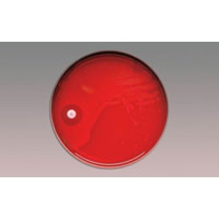 BD  # 231048 - Taxo P Disc, 1 cartridge (Perishable Product; Must be Refrigerated; Non-Returnable) (Continental US Only)