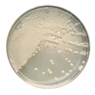 BD  # 221867 - Sabouraud Dextrose Agar Emmons  Dehydrated Medium for Fungal Isolation and Cultivation