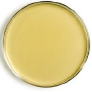 BD  # 211116 - Coagulase Mannitol Agar 500g  Differential Medium for Staphylococcal Isolation and Identification, EA