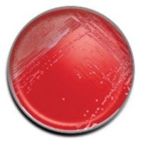 BD  #221277
