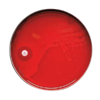 BD  # 231047 - BBL Taxo Differentiation Disk Susceptibility, Ready-to-Use, 6/BX
