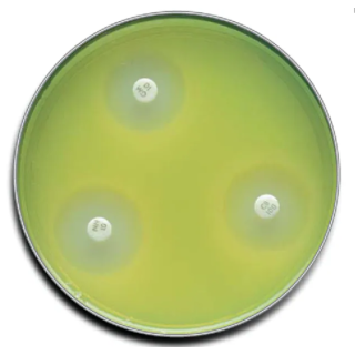 BD  # 221275 - BBL Mueller-Hinton II Agar Plate, 100 x 10 mm, Sterile Culture Medium, 100/PK