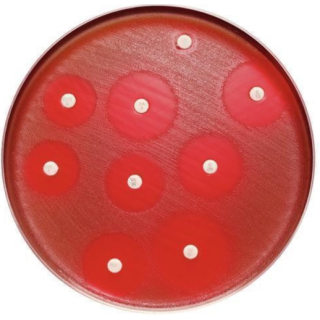 BD  # 231674 - Sensi-Disc Cefpodoxime  Antibiotic Susceptibility Testing Discs for Accurate Microbial Analysis