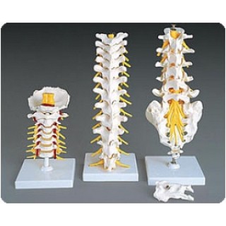 Sammons Preston # 929429 - CERVICAL VERTEBRAE FLEXIBLE, EACH